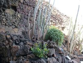 Description: G:\2018jan\photo\20180116\3地窖藝術與火山形成\P1200832a.JPG