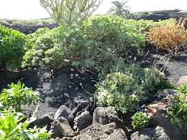 Description: G:\2018jan\photo\20180116\3地窖藝術與火山形成\P1200837a.JPG