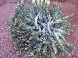 Description: G:\2018jan\photo\20180116\4汪達爾古城與蘆薈\P1200871a.JPG