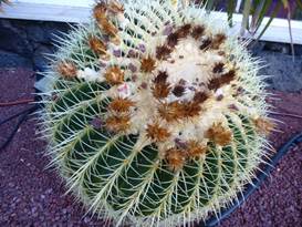 Description: G:\2018jan\photo\20180116\4汪達爾古城與蘆薈\P1200870a.JPG