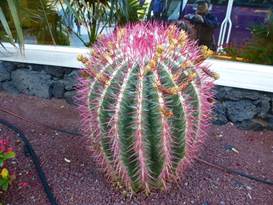 Description: G:\2018jan\photo\20180116\4汪達爾古城與蘆薈\P1200869a.JPG