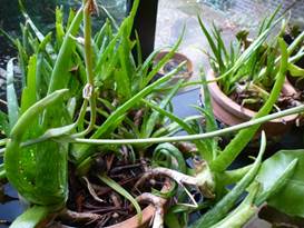 Description: G:\2018feb\photo\20180203\P1210546a.JPG