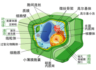 350px-Plant_cell_structure_svg-zh-cn_svg